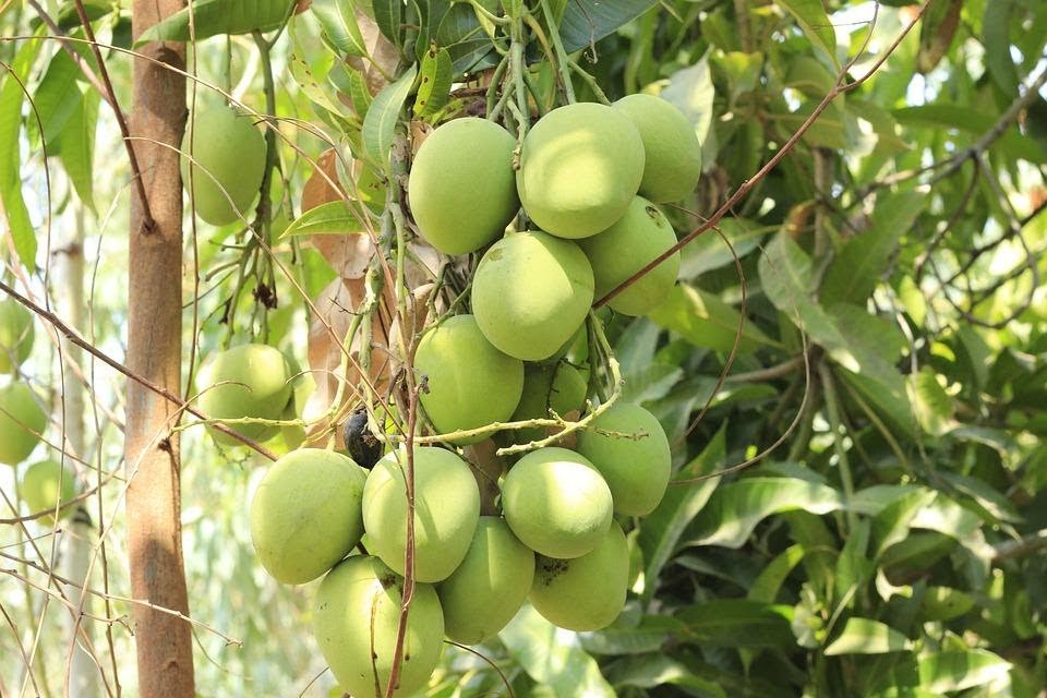 National Fruit of India Mango: Green Aam