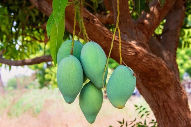 why-is-mango-the-national-fruit-of-india-indian-national-fruit-mango-s