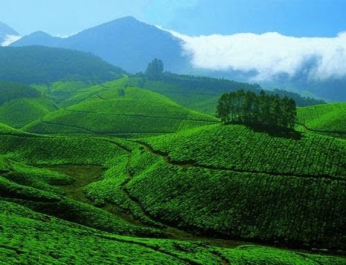 Tea estates in Munnar