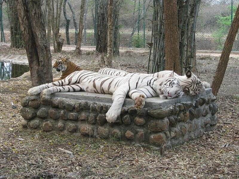 Tiger sleeping