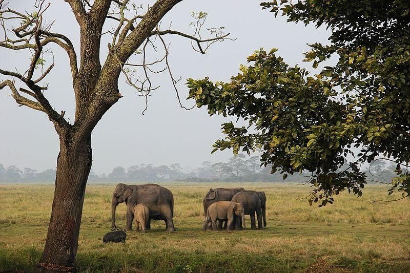 Kaziranga-National-Park