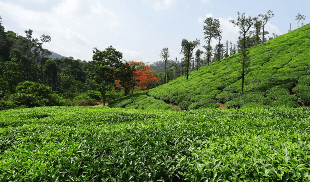 Tea Estate of Sholayar