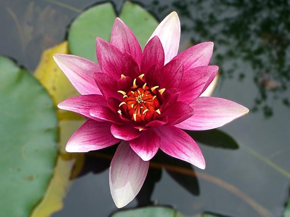 Lotus - National Flower of India