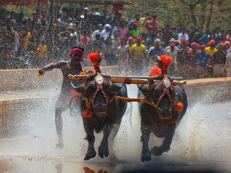 Buffalo Race