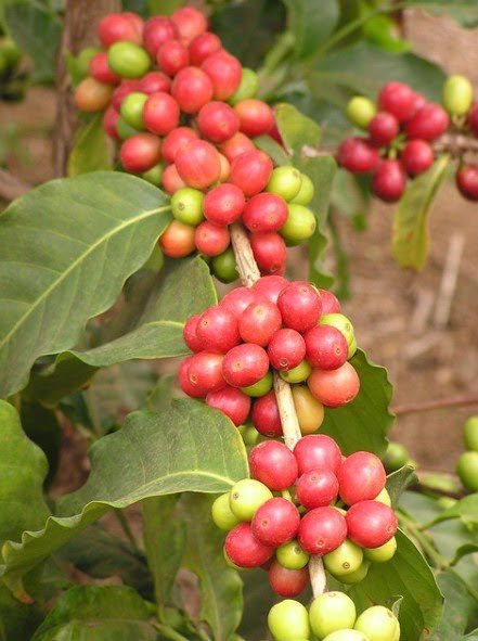 Coffee Cherries contain the coffee bean inside