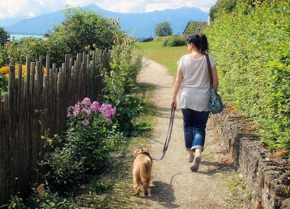 dog walking