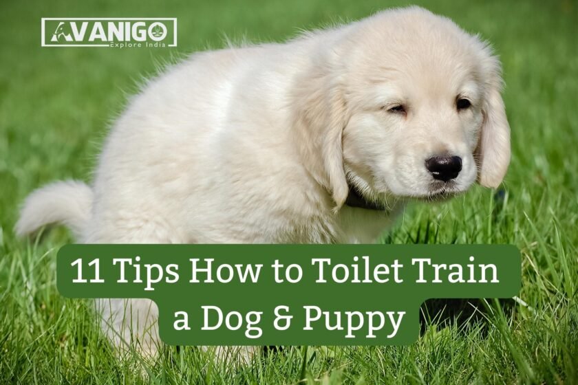 Tips to toilet train a dog
