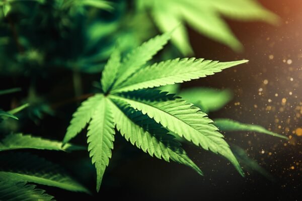 Cannabis Innovation