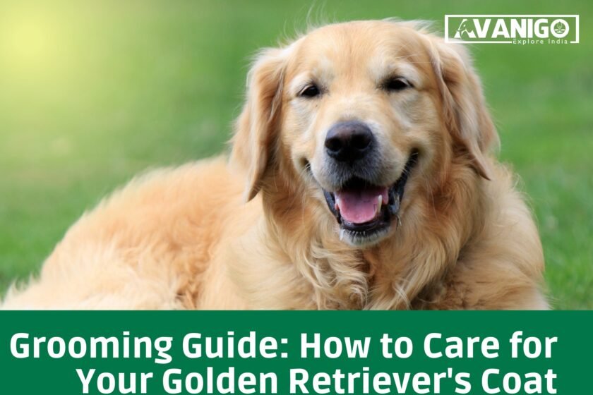 How to care for golden retriever's coat
