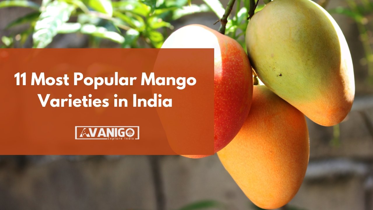 11 most popular mango varieties in India
