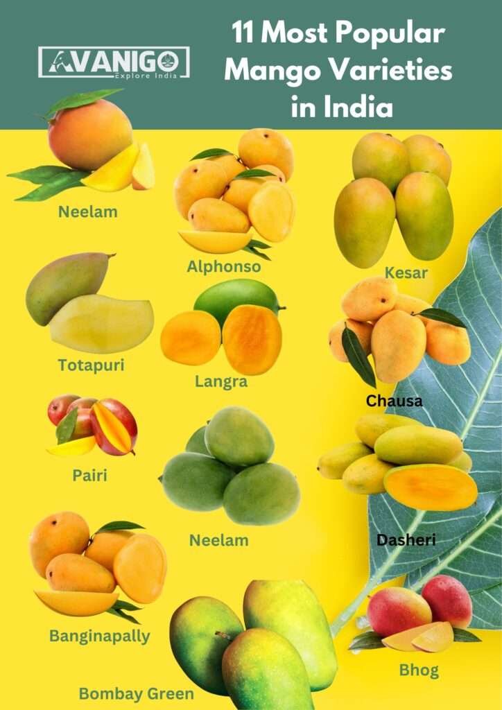 Infographic showing Popular mango varieties in India