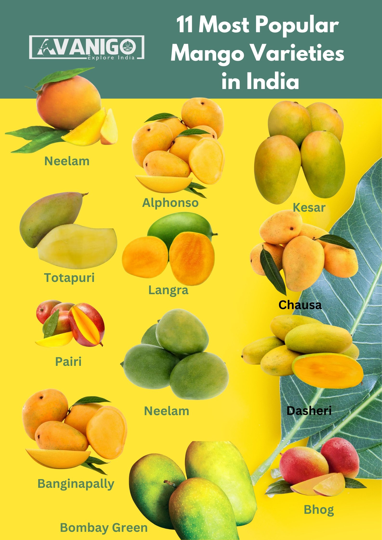 11 Most Popular Mango Varieties in India - AvaniGo