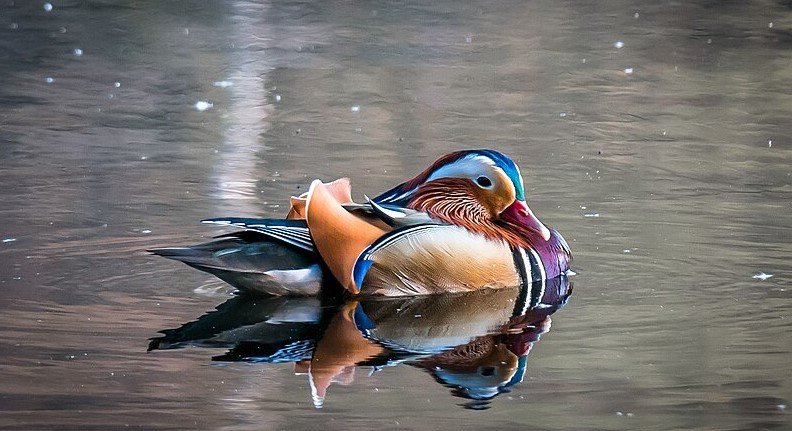 Mandarin Duck Arunachal Pradesh