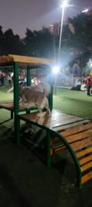 Dog park in hyderabad gachibowli